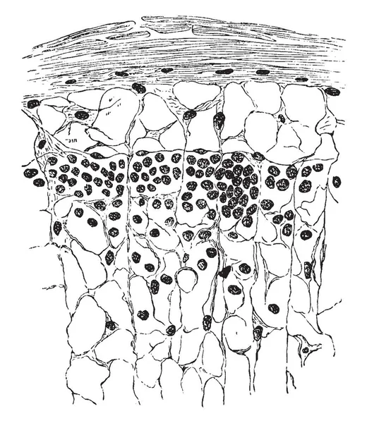 Immagine Sezionale Della Ghiandola Linfatica Che Mostra Adenoide Reticolare Disegno — Vettoriale Stock
