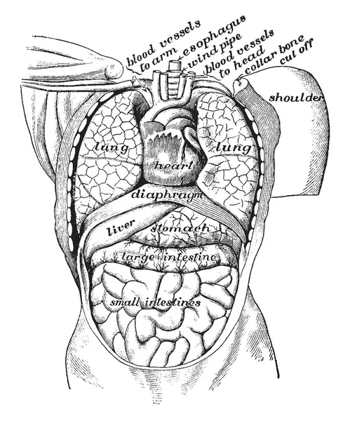 Organes Dans Cavité Corps Vus Face Dessin Ligne Vintage Illustration — Image vectorielle
