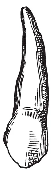 Иллюстрация Представляет Собачий Зуб Рисунок Винтажной Линии Гравировку — стоковый вектор