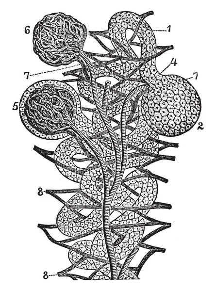 Esta Ilustración Representa Diagrama Estructura Del Riñón Dibujo Líneas Vintage — Vector de stock