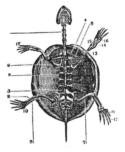 Esqueleto Una Tortuga Que Expande Formando Parte Dorsal Caparazón Dibujo — Archivo Imágenes Vectoriales