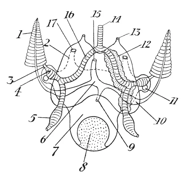 Diagrama Sistemas Circulatorios Excretores Una Sepia Tipo Decápodo Dibujo Líneas — Archivo Imágenes Vectoriales