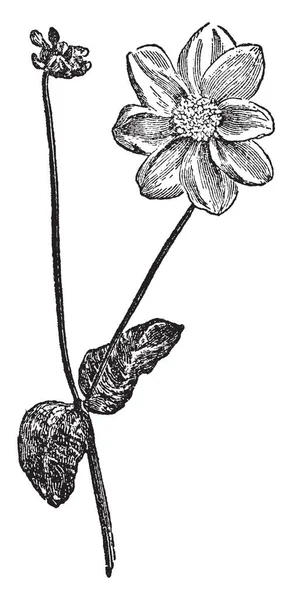一张图片显示了大丽花 这花有八花瓣与蛋形 这种植物是在美国和墨西哥发现的 老式的线条画或雕刻插图 — 图库矢量图片