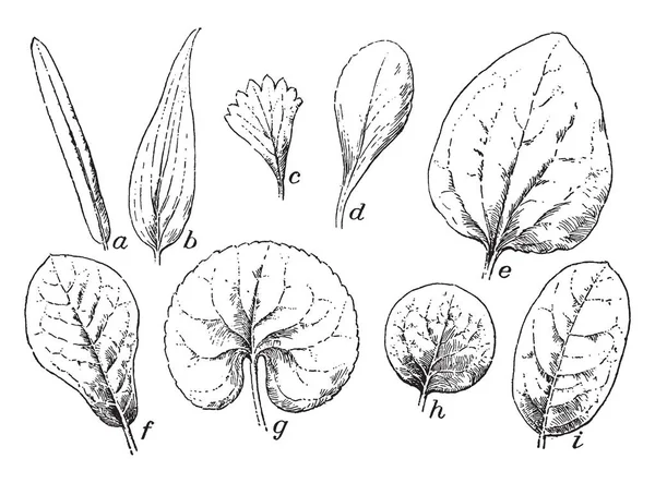 この写真は 葉の様々 な種類を示しています 彼らライナー 披針形 倒卵形 平べったい レニのフォーム できる ビンテージの線描画や彫刻イラストのように見える — ストックベクタ