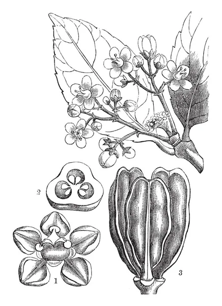 这是一张 Hippocratea 不同部位的花和水果等的图片 复古线画或雕刻插图 — 图库矢量图片