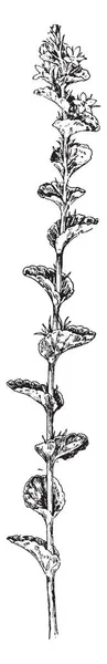 这是一种春菜植物 它是芥末家族中更有吸引力的成员之一 因为它的花相当大 是复古的线条画或雕刻插图 — 图库矢量图片