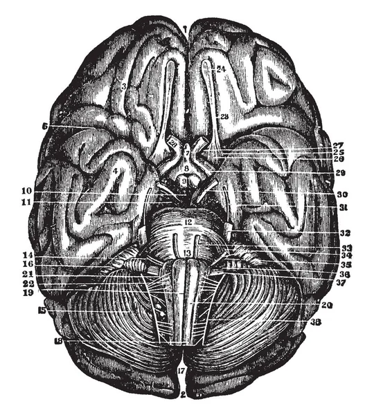 Base Del Cerebro Cerebelo Junto Con Los Nervios Craneales Trazado — Vector de stock