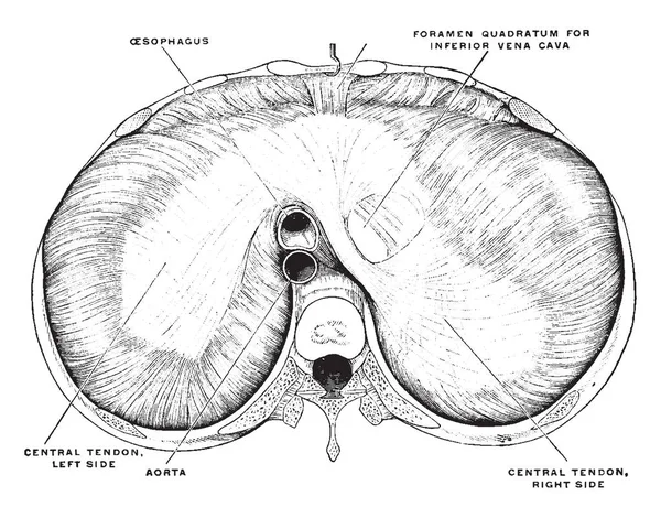 Cette Illustration Représente Diaphragme Haut Dessin Ligne Vintage Illustration Gravure — Image vectorielle