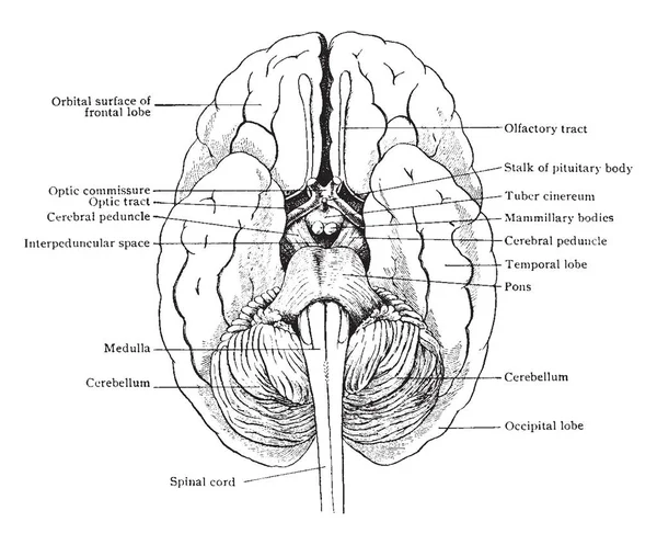 从下面看到的大脑的简化绘制显示脑干与脊髓和大脑的关系 复古线绘制或雕刻插图 — 图库矢量图片