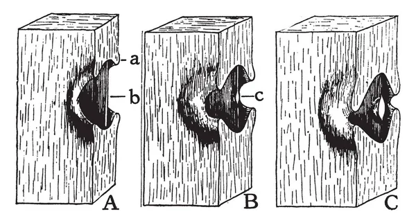 染色体を丸め 中心部の穴に添付細胞質が つの部分 ビンテージの線描画や彫刻イラストに分かれて — ストックベクタ