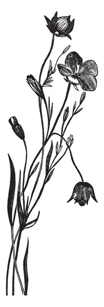 Obrázek Ukazuje Lnu Rostlin Také Známý Jako Lněné Semeno Patří — Stockový vektor