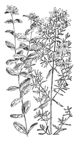 フジバカマ本種はつるとして育ちます 葉茎ノード上に配置されます逆とハート形の葉を持っています 花の花序がクラスター化された ヴィンテージの線描画や彫刻イラストです — ストックベクタ