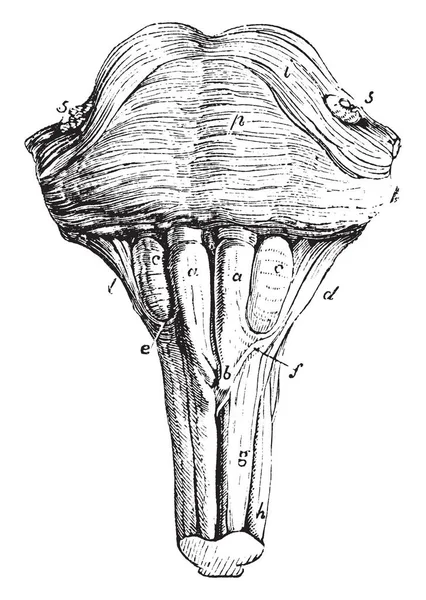 Superfície Ventral Anterior Dos Pons Varolii Medulla Oblongata Desenho Linha — Vetor de Stock