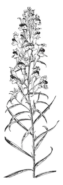 Αυτή Είναι Μια Εικόνα Του Γένους Betula Σημύδα Φύλλα Είναι — Διανυσματικό Αρχείο