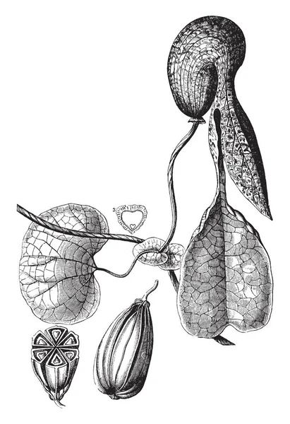 Een Afbeelding Vertoont Gevlekt Dutchmans Buis Afkorting Voor Aristolochia Galeata — Stockvector