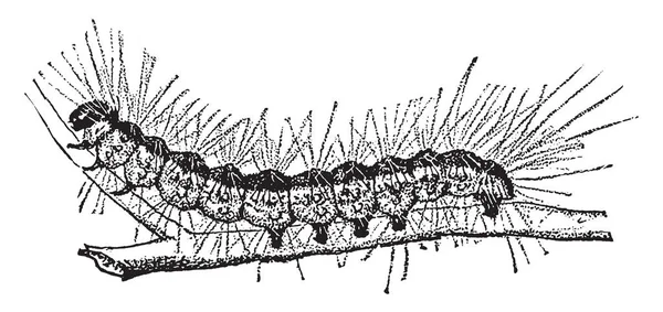 Fallweb Wurmraupe Die Hauptsächlich Ein Ästhetischer Schädling Ist Und Von — Stockvektor