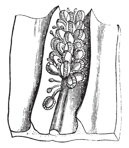 Antrophyum는 Polypodiaceae 그리고 Lineleaf 빈티지 드로잉 그림의 — 스톡 벡터