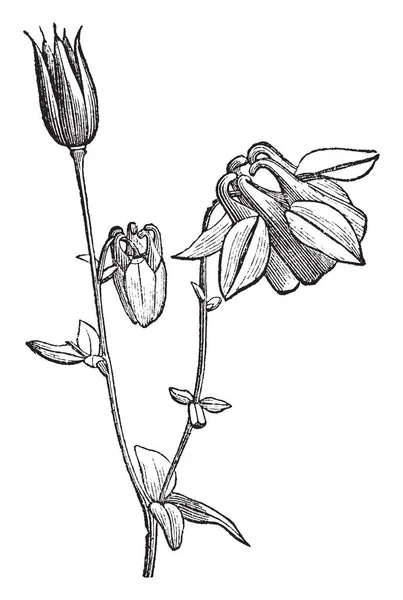 この写真は 欧州コロンバイン植物し おばあちゃんのボンネットやおばあちゃんの寝酒の家族に属しているを示しています 花で覆われて Recepatacles または萼片 中央部には花粉 ビンテージの線描画や彫刻イラスト — ストックベクタ