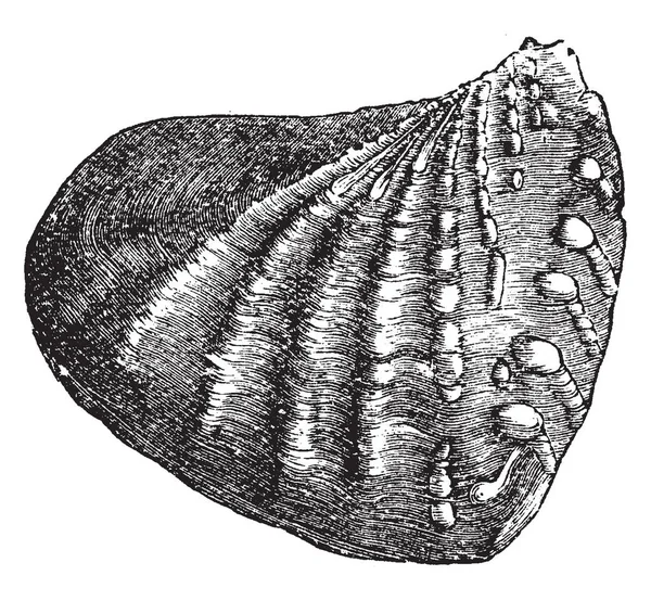 Trigonia Gênero Extinto Moluscos Bivalves Marinhos Fósseis Família Trigoniidae —  Vetores de Stock