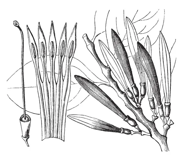 これは Loranthus の写真です 寄生植物の属であります すなわち のセクションがあります カローラのレイアウトが表示されます ビンテージの線描画や彫刻イラスト — ストックベクタ
