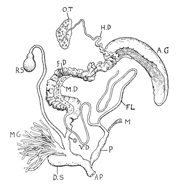 Helix Pomatia ビンテージの線の描画や彫刻イラストの生殖器官 — ストックベクタ