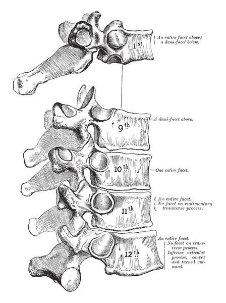 Esta Ilustração Representa Vértebras Torácicas Peculiares Desenho Linha Vintage Ilustração — Vetor de Stock