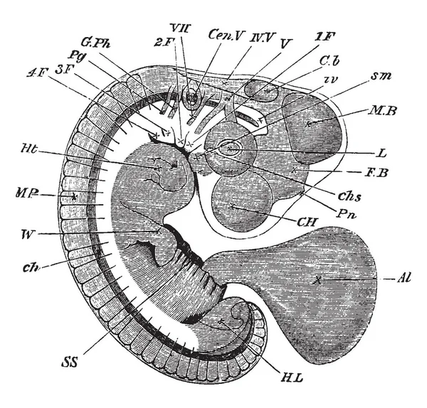 Embryo Chick Cuarto Día Visto Como Objeto Transparente Dibujo Línea — Vector de stock