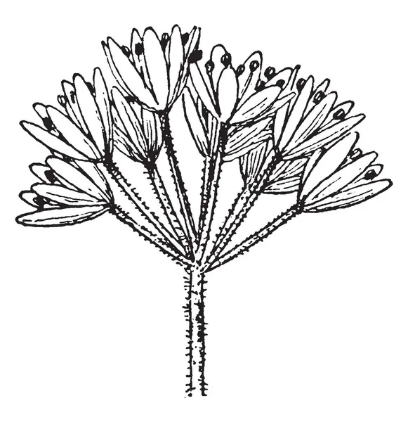 Deep Sea serpiştirmek genellikle su altında sığ deniz veya tatlı su, vintage çizgi çizme veya oyma resimde yapılan bir kazı faaliyeti olması.