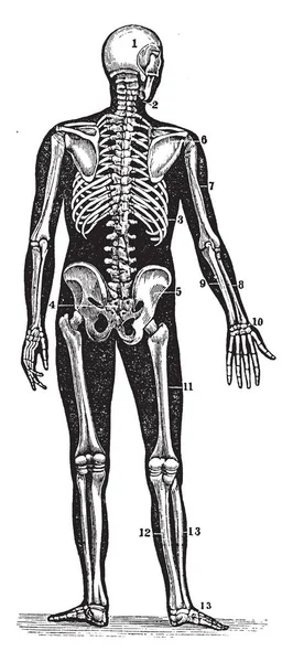 Esta Ilustración Representa Vista Posterior Esqueleto Humano Dibujo Línea Vintage — Archivo Imágenes Vectoriales
