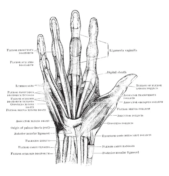 Esta Ilustração Representa Músculos Mão Desenho Linha Vintage Gravura Ilustração —  Vetores de Stock