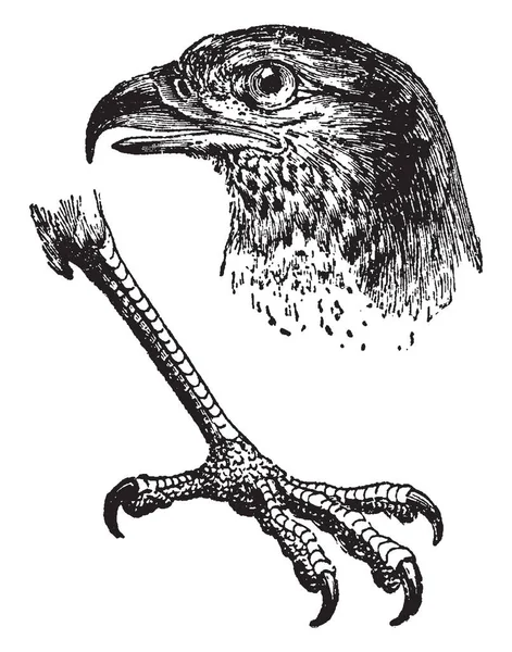 Cette Image Représente Griffe Aigle Dessin Ligne Vintage Illustration Gravure — Image vectorielle