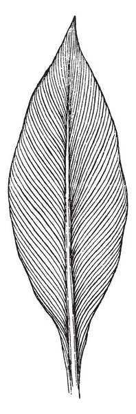 Изображение Листа Канны Листья Большие Параллельные Вены Рисунок Винтажной Линии — стоковый вектор