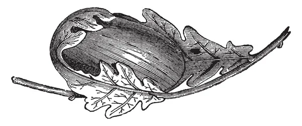 Attacus 마이의 고치는 뽕나무 빈티지 그림의 — 스톡 벡터