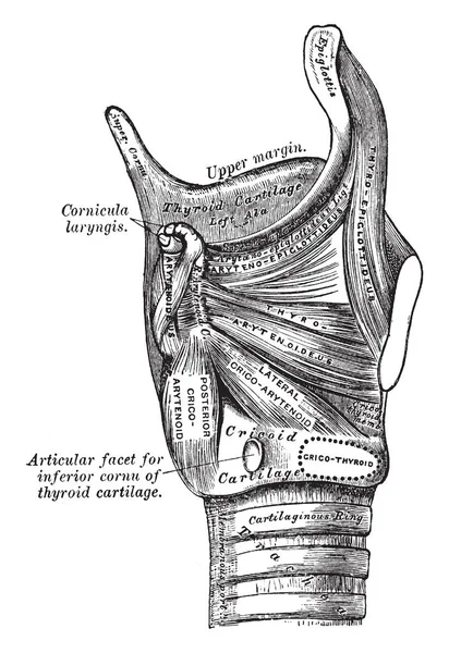 Esta Ilustración Representa Vista Lateral Los Músculos Laringe Dibujo Línea — Archivo Imágenes Vectoriales