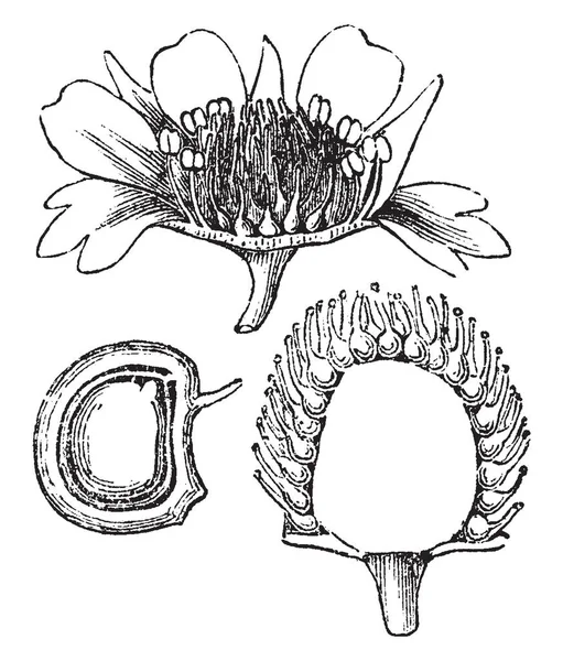 图片显示了模拟草莓开花植物的部分 一是花 二是半熟果和心皮形成 Achaenia 切开显示种子内 复古线画或雕刻插图 — 图库矢量图片