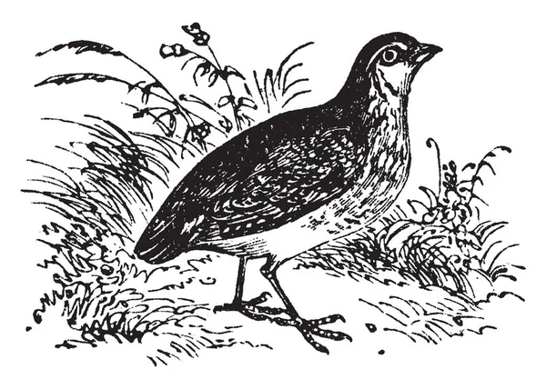 Common Quail Genus Rasorial Birds Included Family Partridges Vintage Line — Stock Vector
