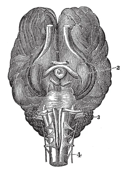 这个图像代表了马的大脑基地 老式的线条画或雕刻插图 — 图库矢量图片