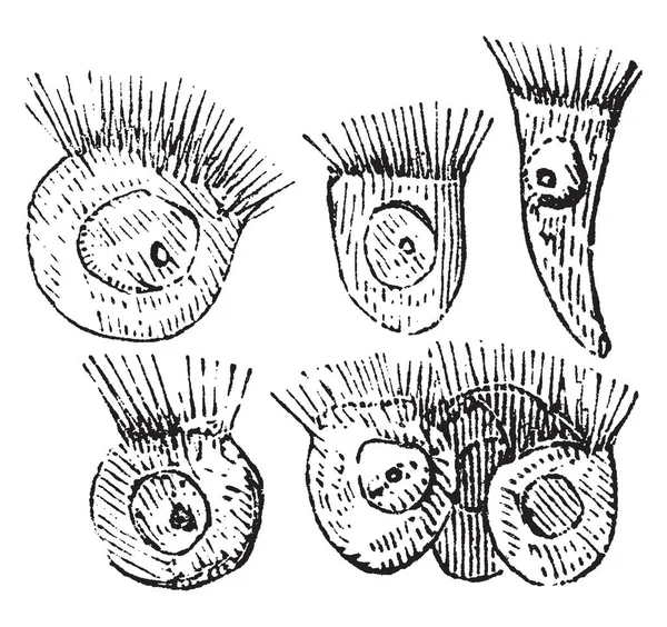 Células Ciliadas Esferoidales Boca Una Rana Trazado Líneas Vintage Ilustración — Archivo Imágenes Vectoriales