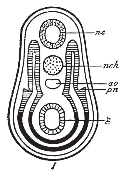 பழங படவ பழங — ஸ்டாக் வெக்டார்