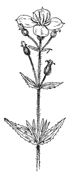 화면은 Rhexia 마리아 Melastomataceae 빈티지 그림에 식물의 — 스톡 벡터