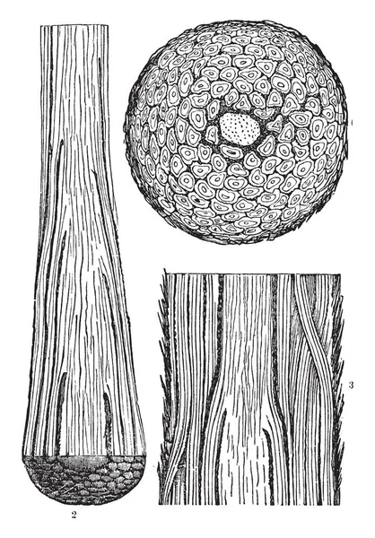 Vellozia は植物属家族 Velloziaceae 1788 年に建立されたのです ブラジルの Vellozia のステムのイラスト セクションは 縦方向 — ストックベクタ