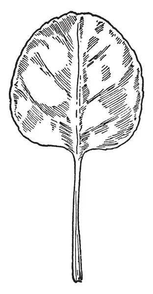 이것은 Pyrola Chlorantha 식물의 그것의 모양의 줄기는 빈티지 그리기 — 스톡 벡터