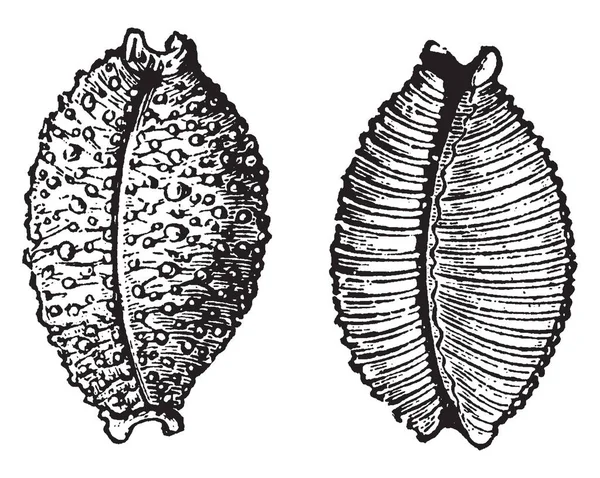 Cypraea 核具有 Mammillated 的一般外观 复古线画或雕刻插图 — 图库矢量图片
