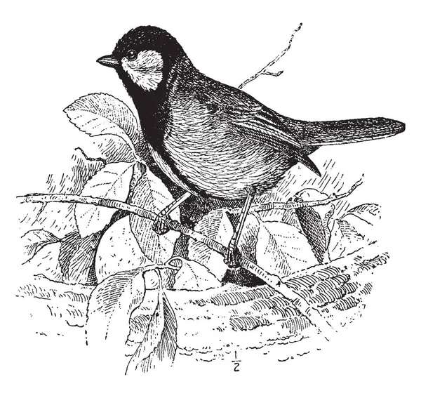 Kohlmeise 是鸣禽鸟在乳头家族 Paridae 复古线画或雕刻插图 — 图库矢量图片