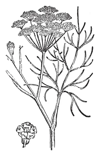 一张图片显示茴香 它属于胡萝卜家庭 它是一种耐寒的多年生草本 有黄色的花朵和羽毛状的叶子 复古的线条画或雕刻插图 — 图库矢量图片