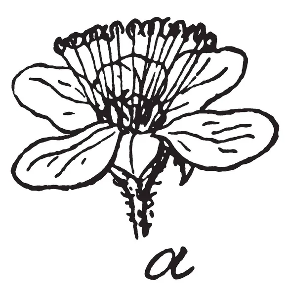 一幅图片显示 Hardhack 俗称绣 Douglasii 这张照片显示了 Hardhack 植物的花朵 它原产于北美洲西部 属于蔷薇家族 老式线条画或雕刻插图 — 图库矢量图片