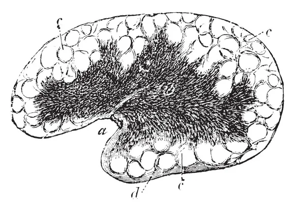 Mesentérico Glándula Sustancia Cortical Con Alvéolos Indistintos Dibujo Línea Vintage — Archivo Imágenes Vectoriales