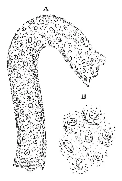 隣接の Uriniferi から成るほぼ均質膜 ビンテージの線描画や彫刻イラスト — ストックベクタ