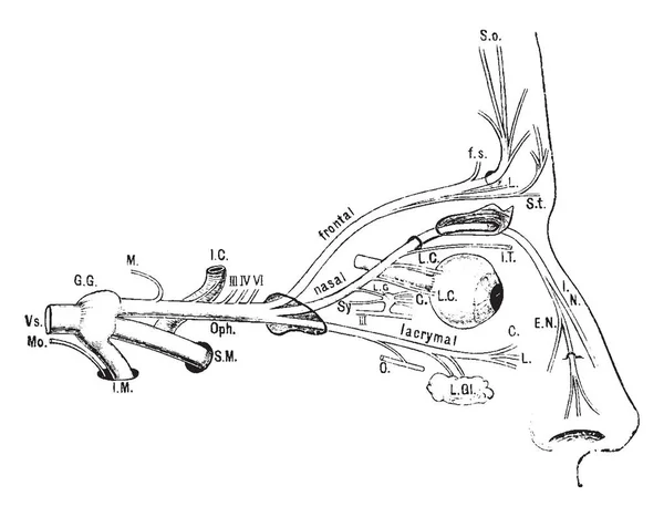Esta Ilustración Representa Nervio Oftálmico Dibujo Líneas Vintage Ilustración Grabado — Vector de stock