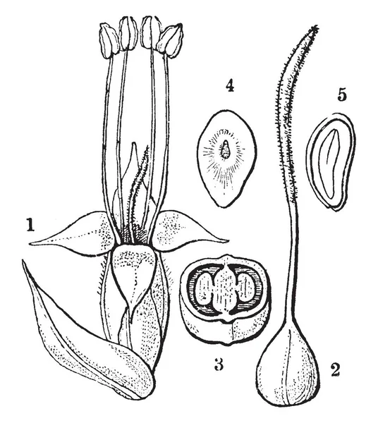 Ein Bild Das Blüte Und Hochblatt Stempel Eierstock Samen Und — Stockvektor